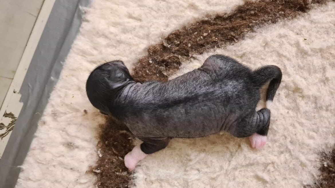 Chinese crested hårløs DJ - 6/6 billede 8