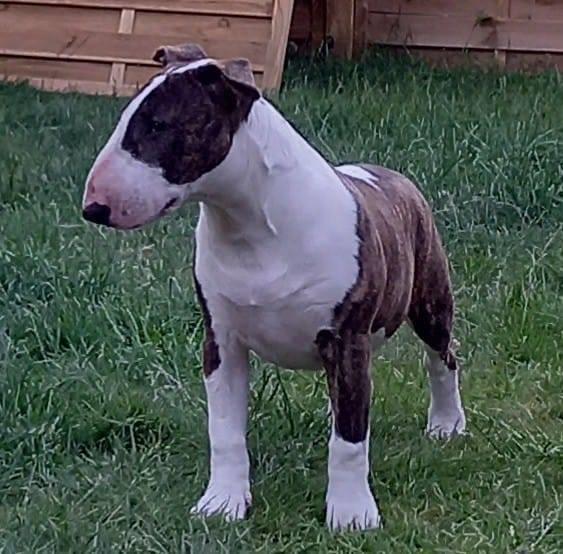 Bullterrier Else - 16 uger billede 11