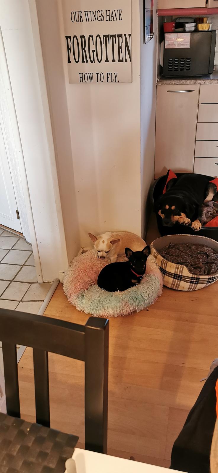 Blanding af racer Molly billede 1