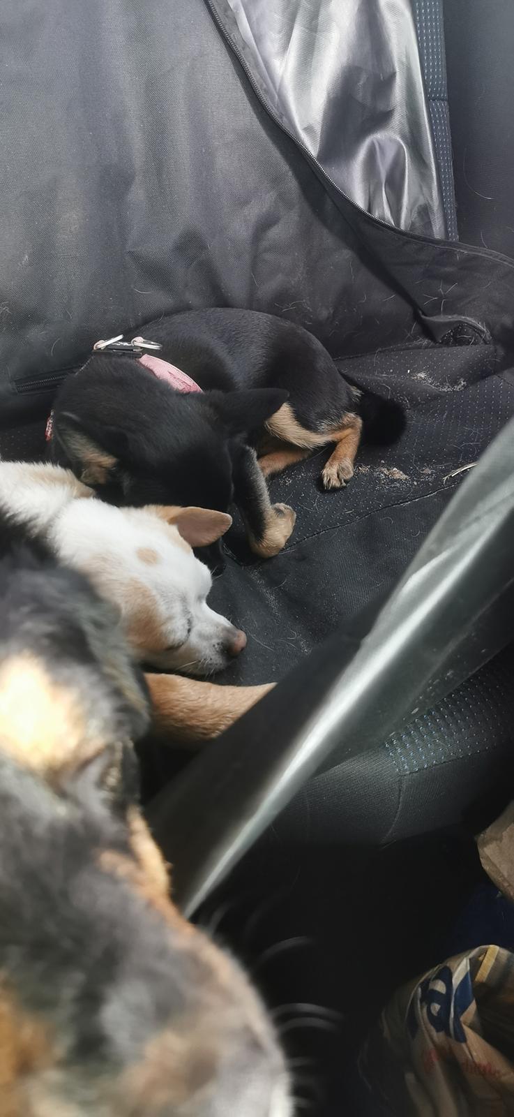 Blanding af racer Molly billede 2