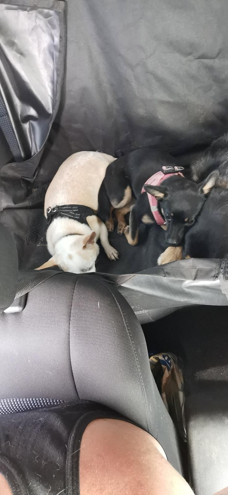 Blanding af racer Molly billede 4