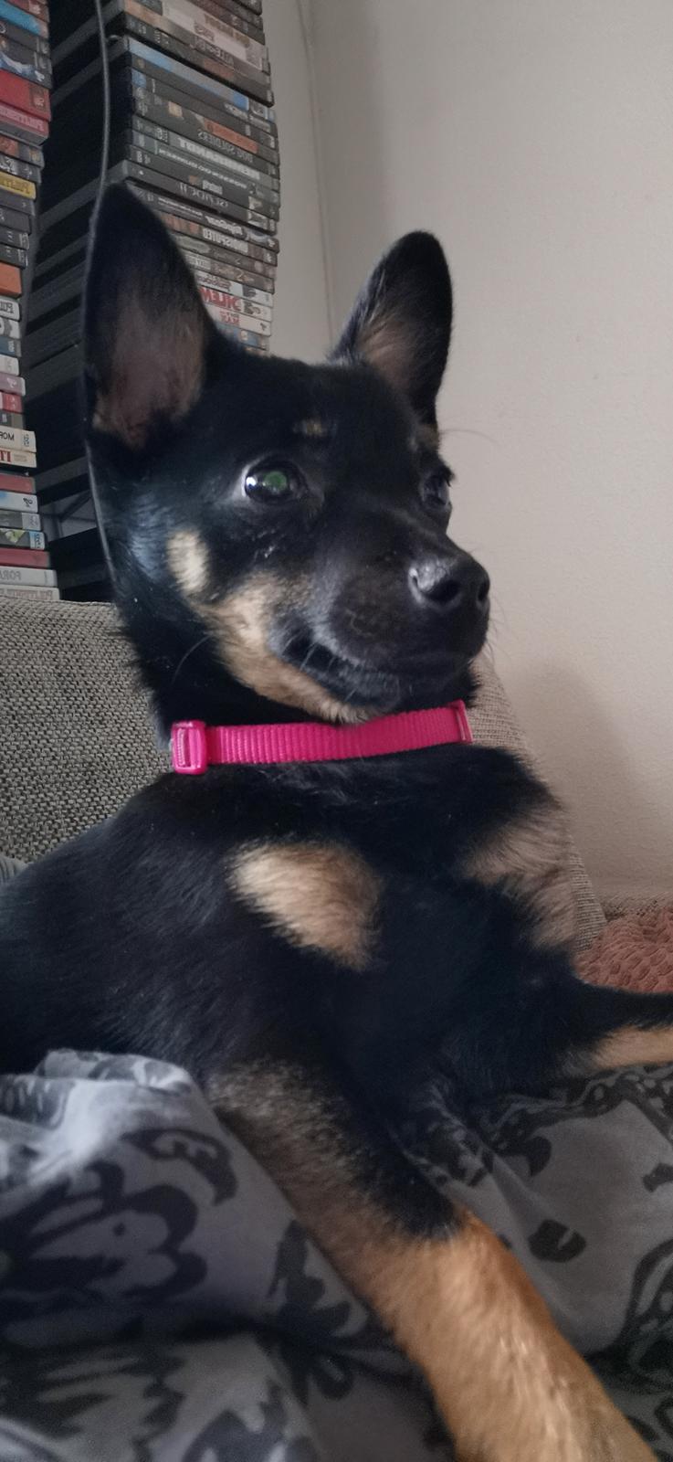 Blanding af racer Molly billede 7