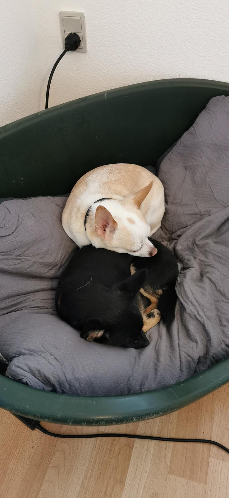 Blanding af racer Molly billede 11