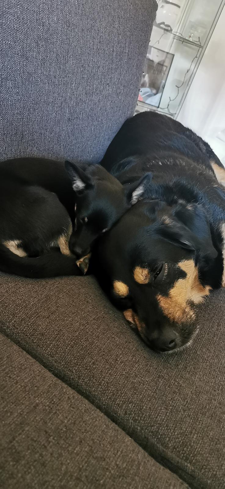 Blanding af racer Molly billede 12