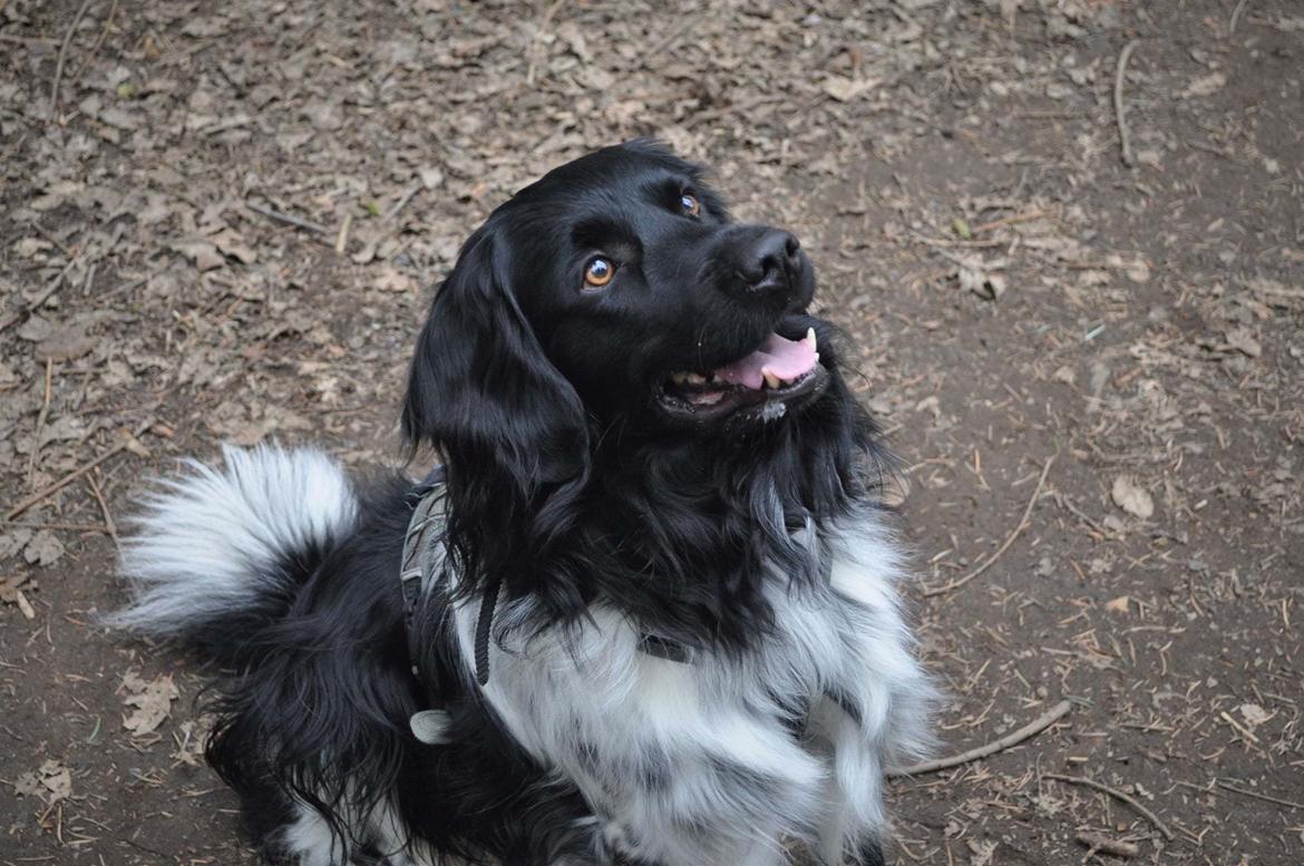 Stabijhoun Aarjan (Alfred) - Godbid? billede 1