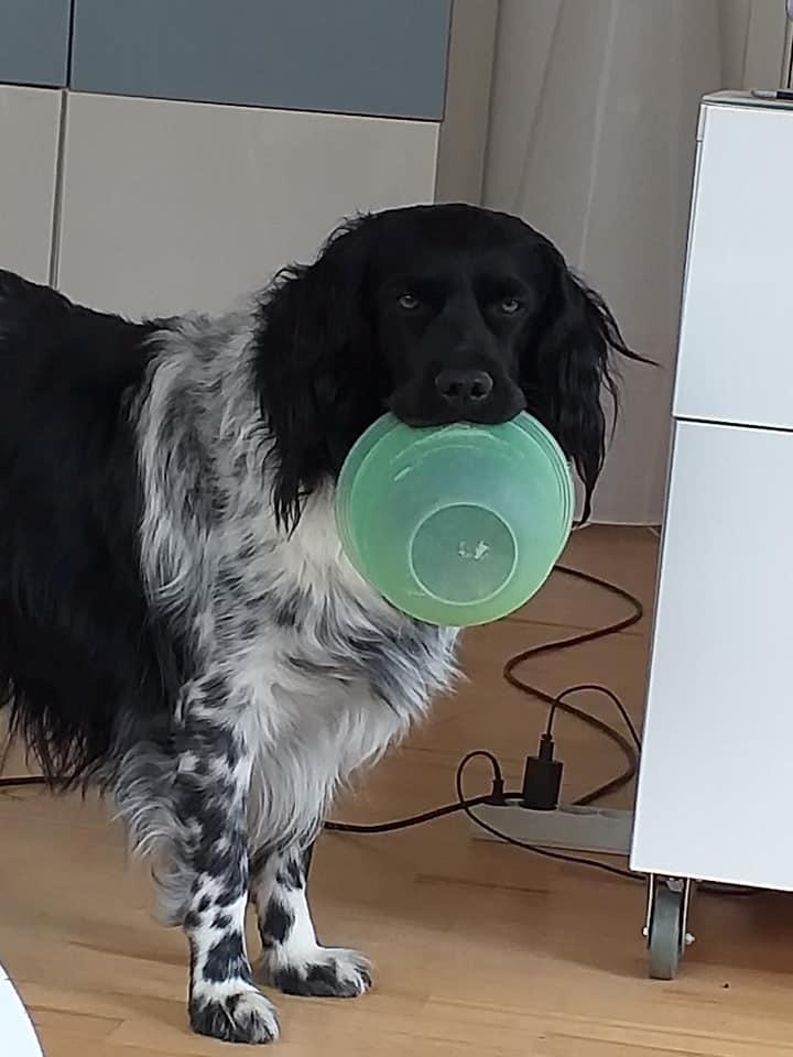 Stabijhoun Aarjan (Alfred) - Jeg har ikke noget vand.. billede 11