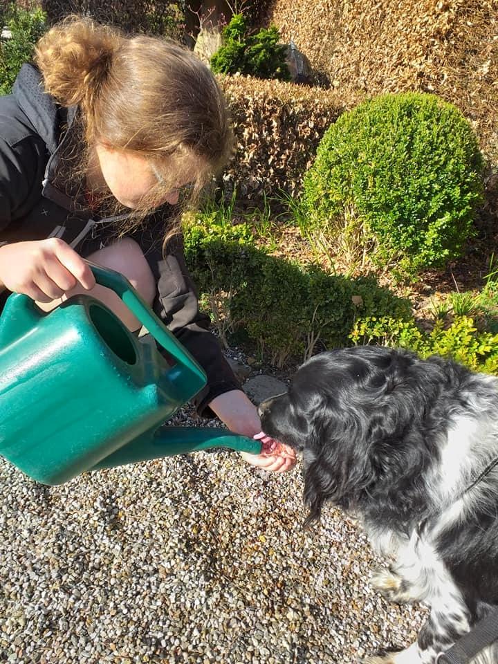 Stabijhoun Aarjan (Alfred) billede 12