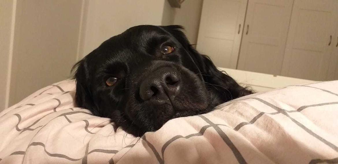 Stabijhoun Aarjan (Alfred) billede 13