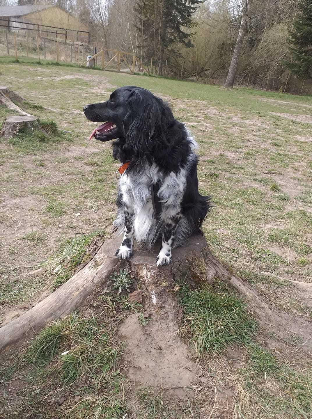 Stabijhoun Aarjan (Alfred) billede 15