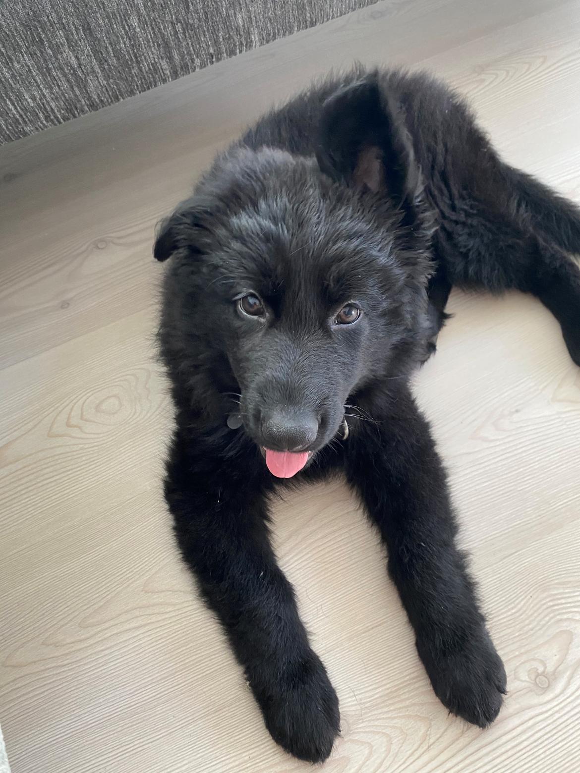 Schæferhund Vega  - Næsten 9 uger og det ene øre er rejst 🥴🙈 billede 5