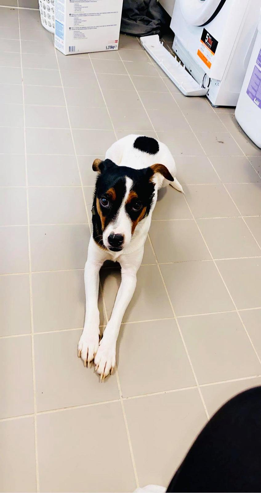 Dansk svensk gaardhund Buster billede 2