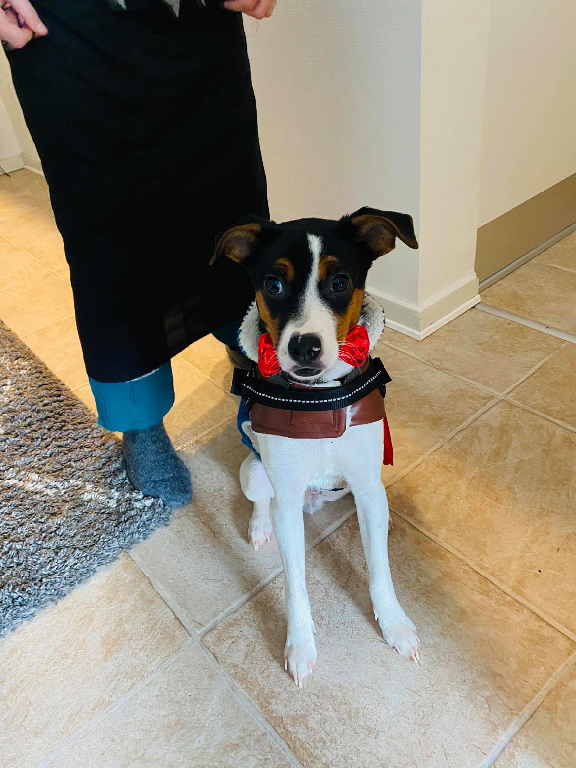 Dansk svensk gaardhund Buster billede 3