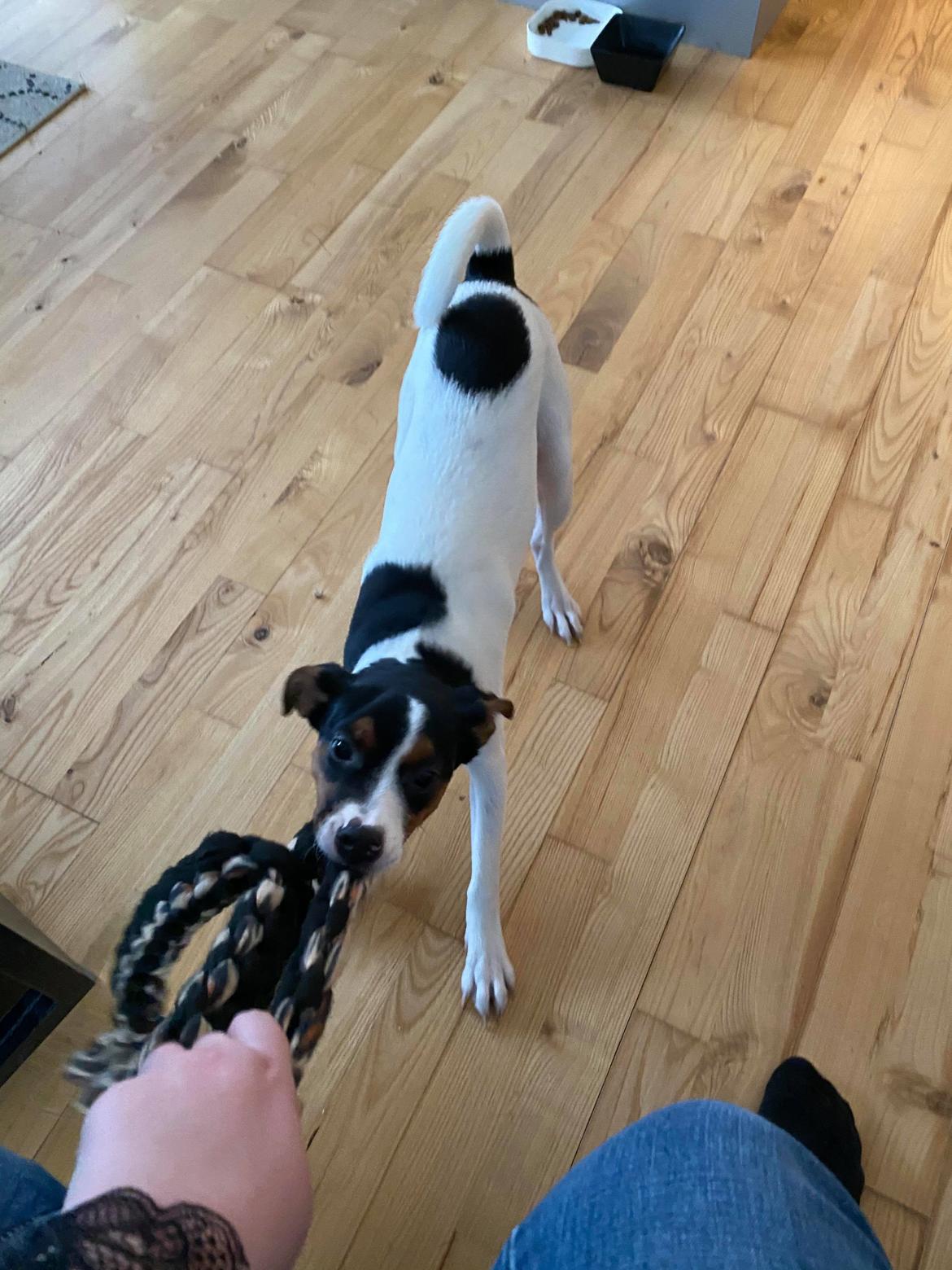 Dansk svensk gaardhund Buster billede 4