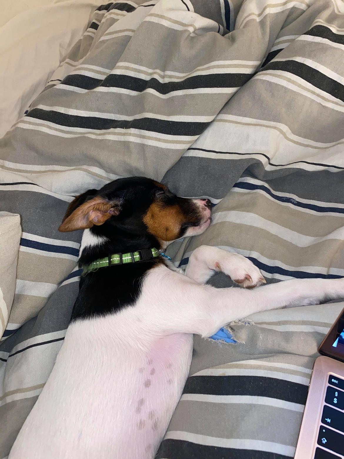 Dansk svensk gaardhund Buster billede 6