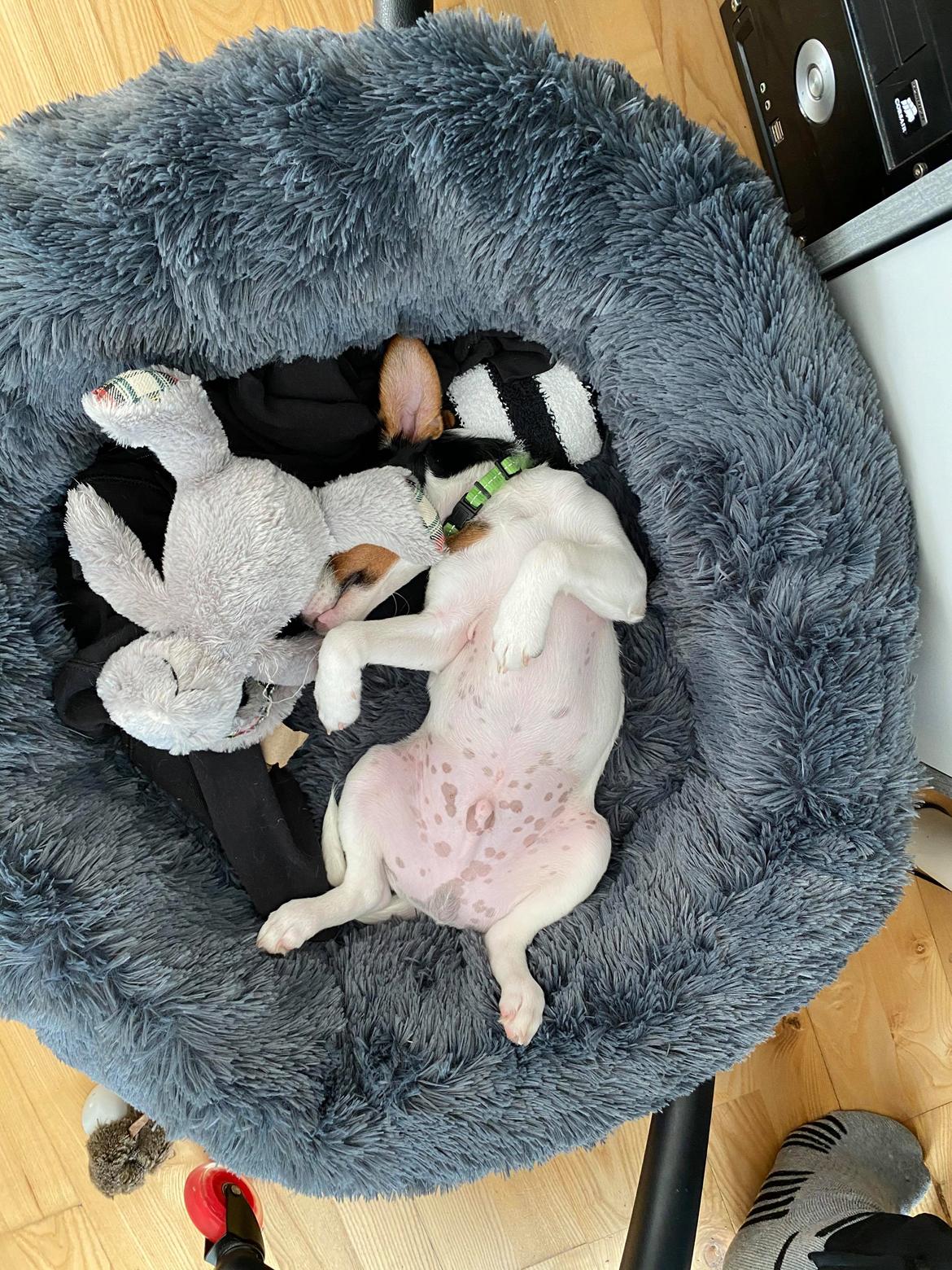 Dansk svensk gaardhund Buster billede 7