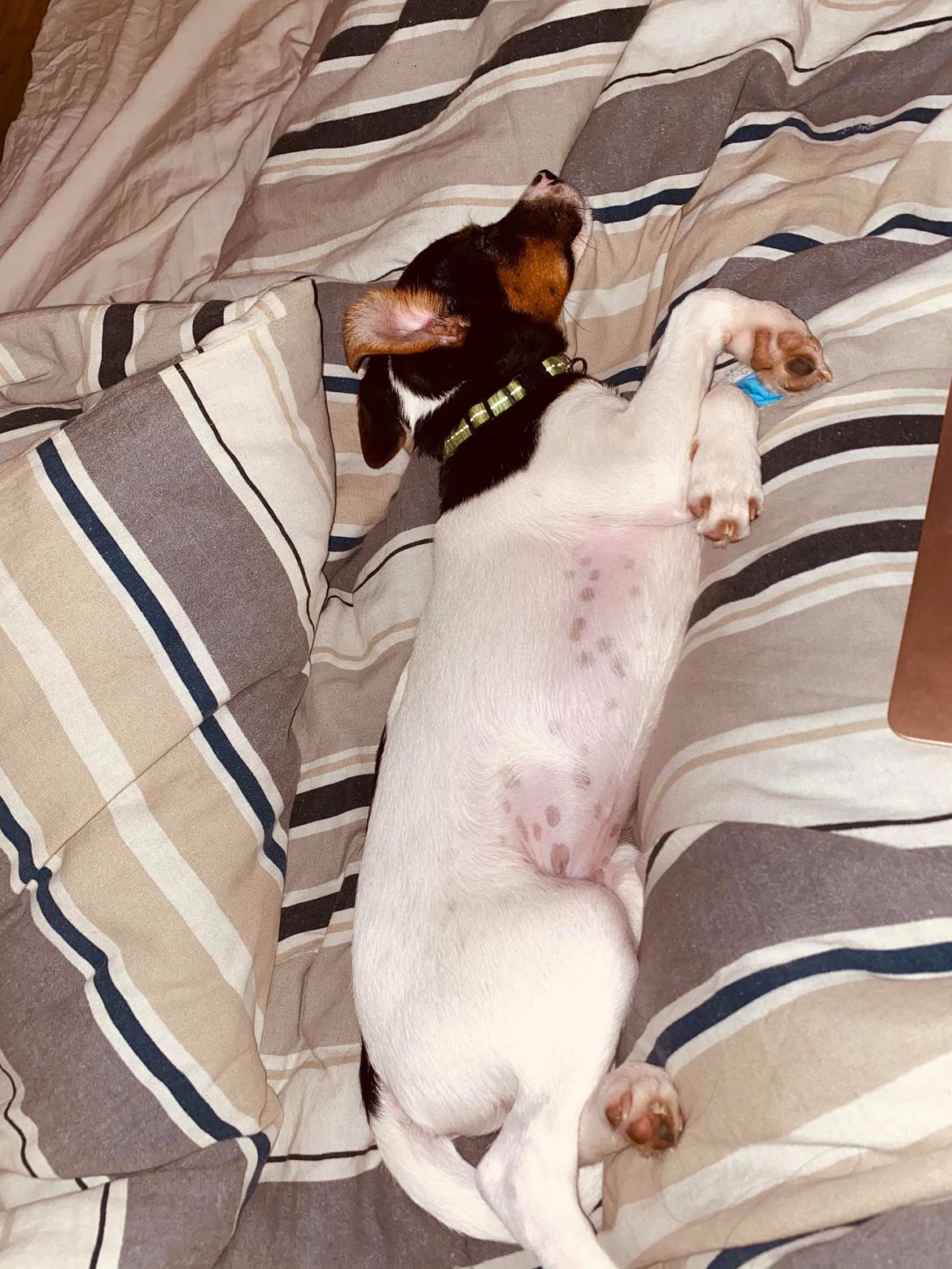 Dansk svensk gaardhund Buster billede 8