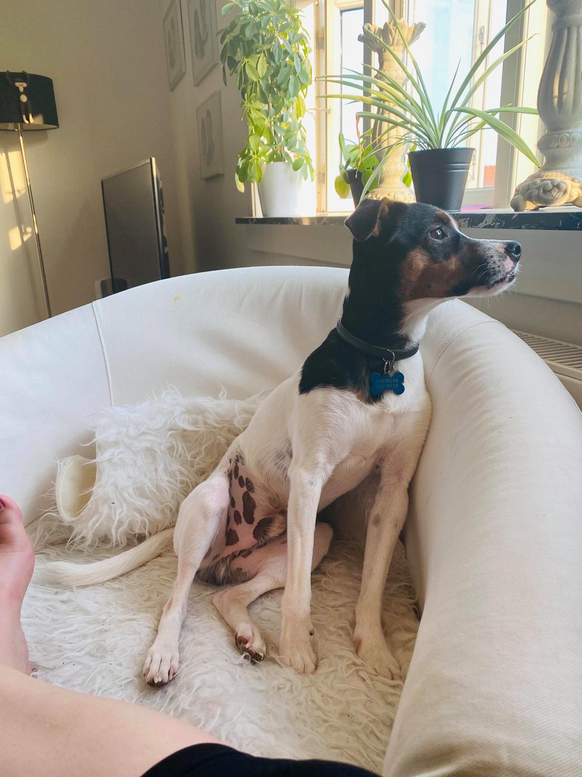 Dansk svensk gaardhund Buster billede 1