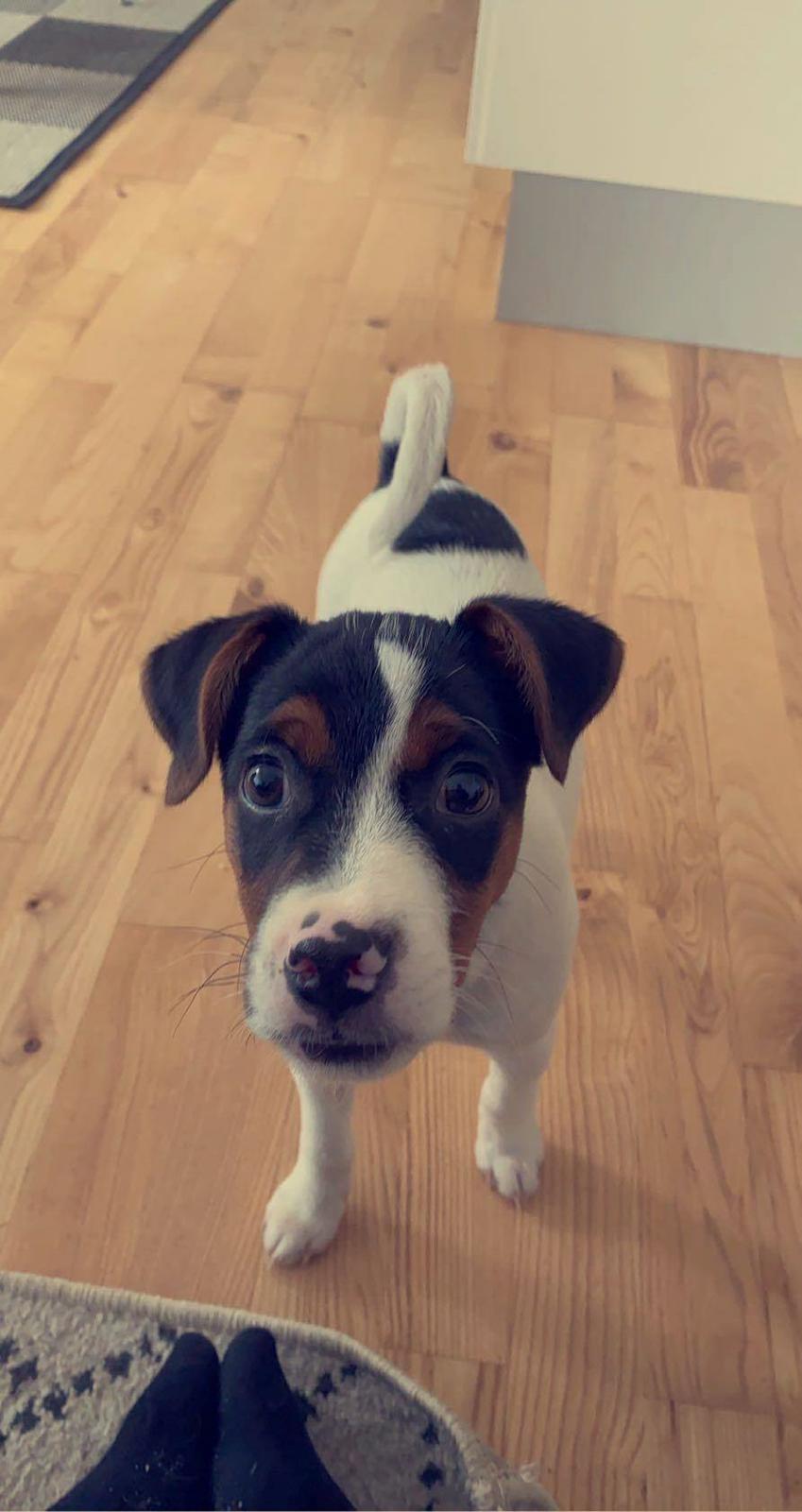 Dansk svensk gaardhund Buster billede 5