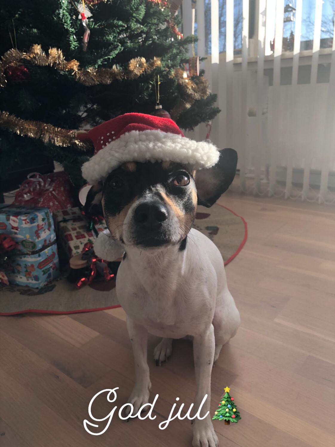 Dansk svensk gaardhund Luna billede 1