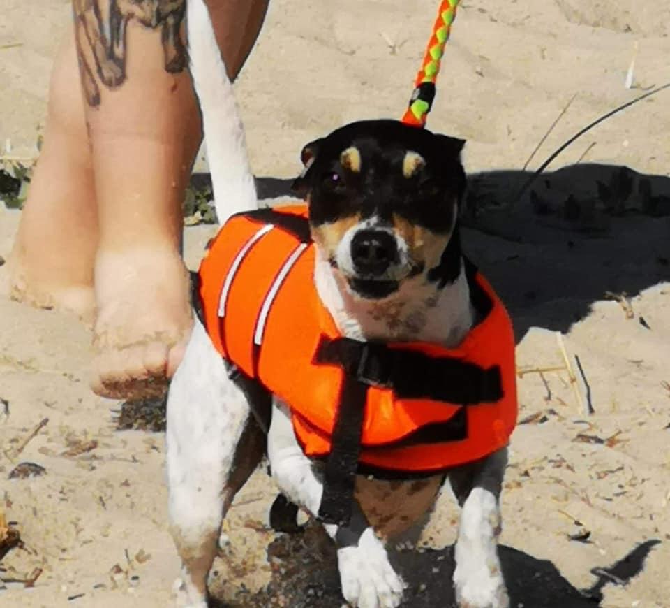 Dansk svensk gaardhund Luna billede 3