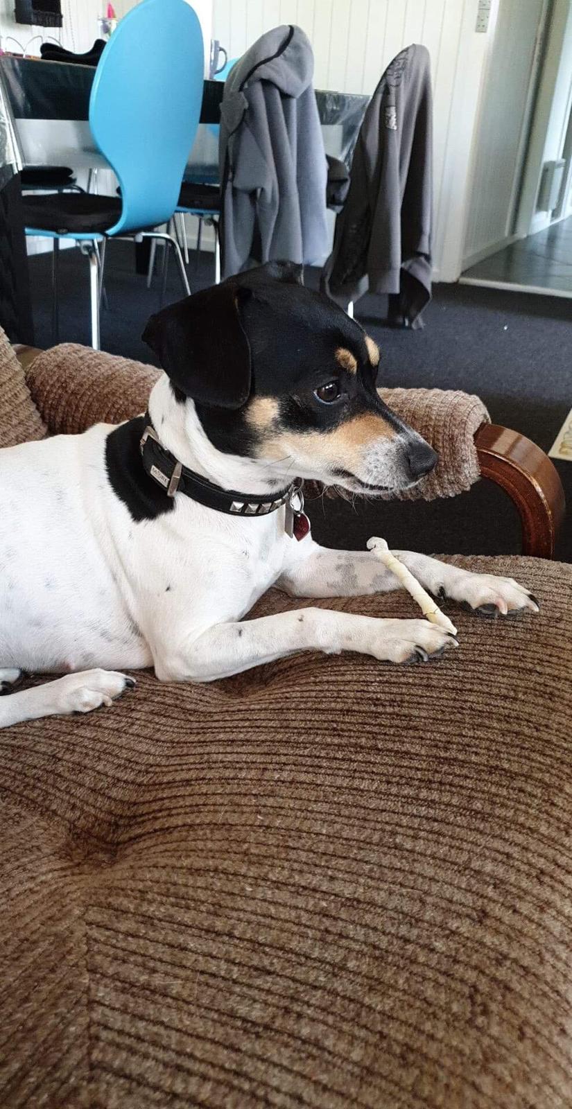 Dansk svensk gaardhund Luna billede 4