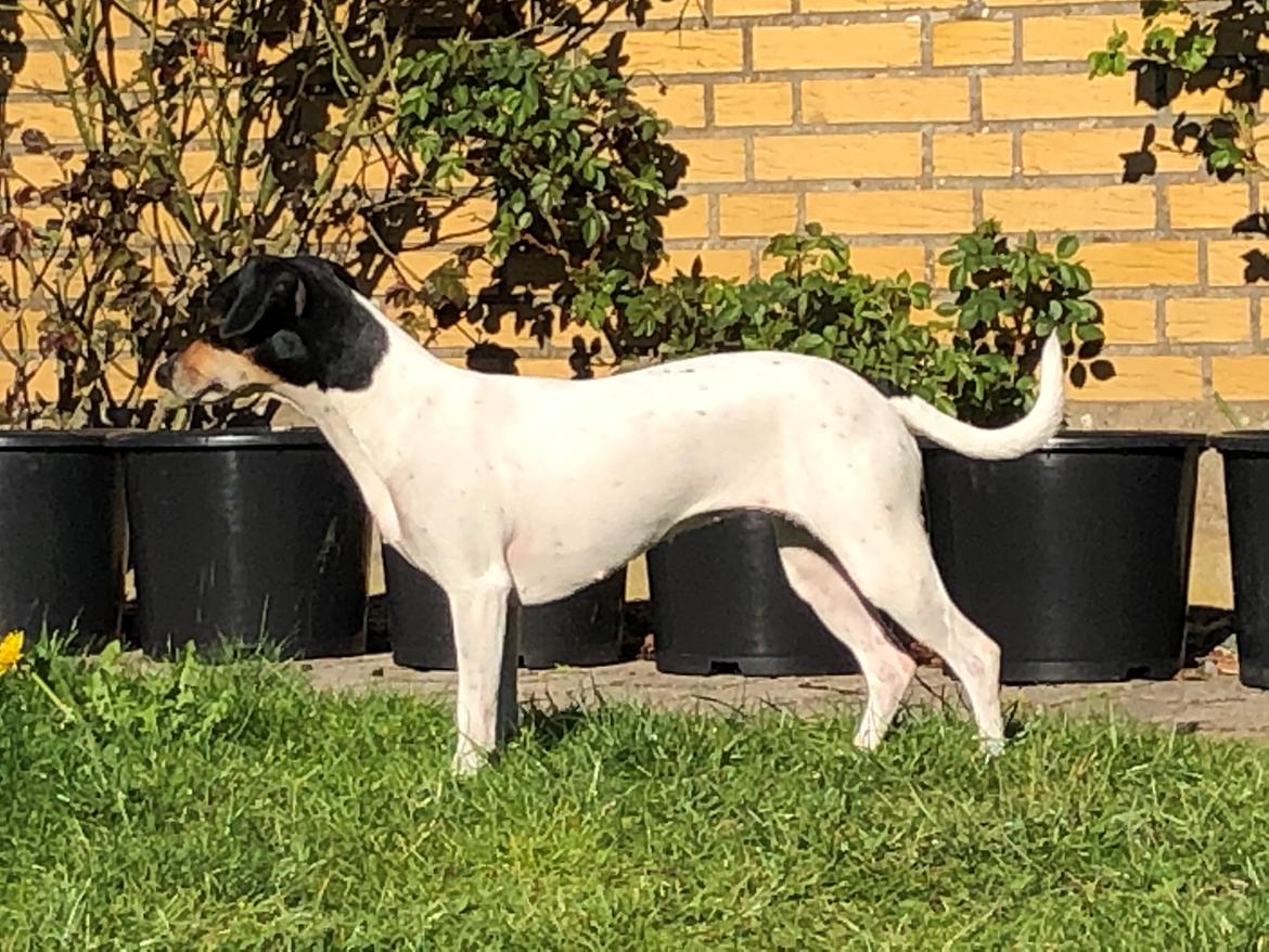 Dansk svensk gaardhund Luna billede 2