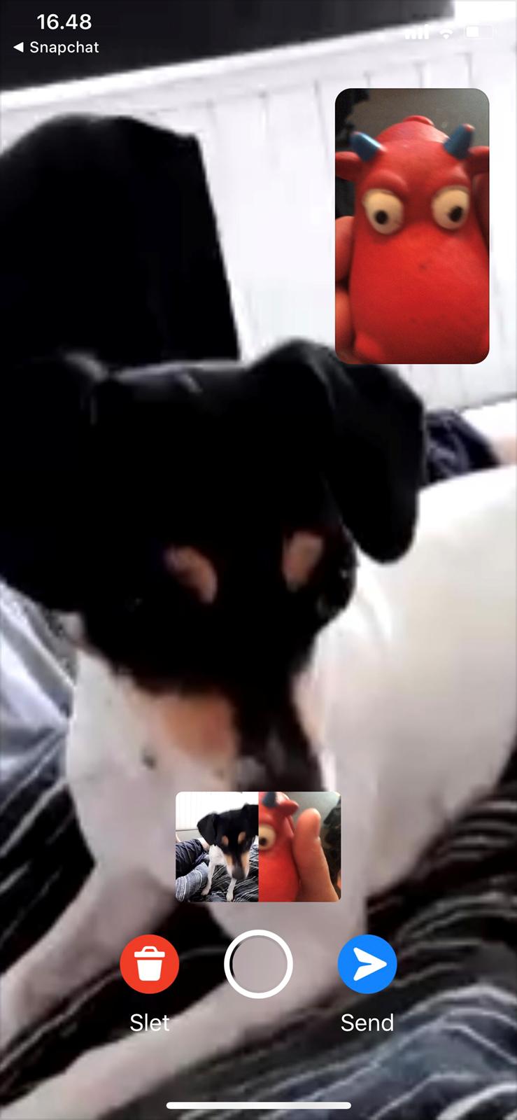 Dansk svensk gaardhund Luna billede 5