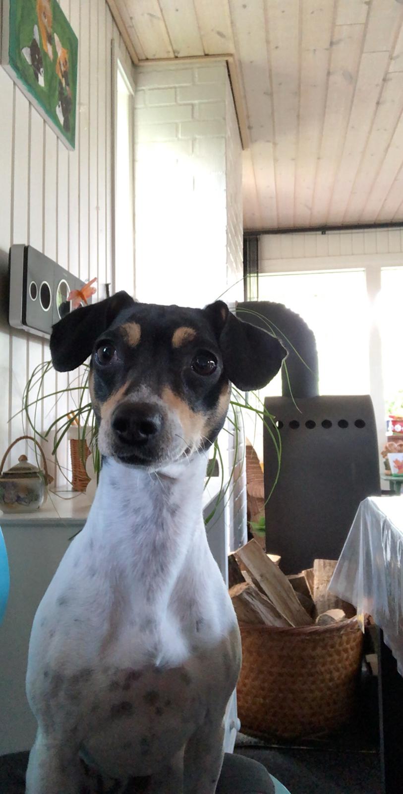 Dansk svensk gaardhund Luna billede 7