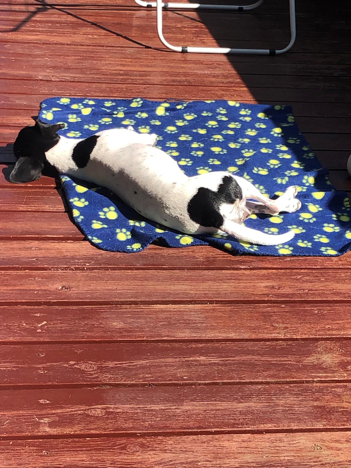 Dansk svensk gaardhund Luna billede 6