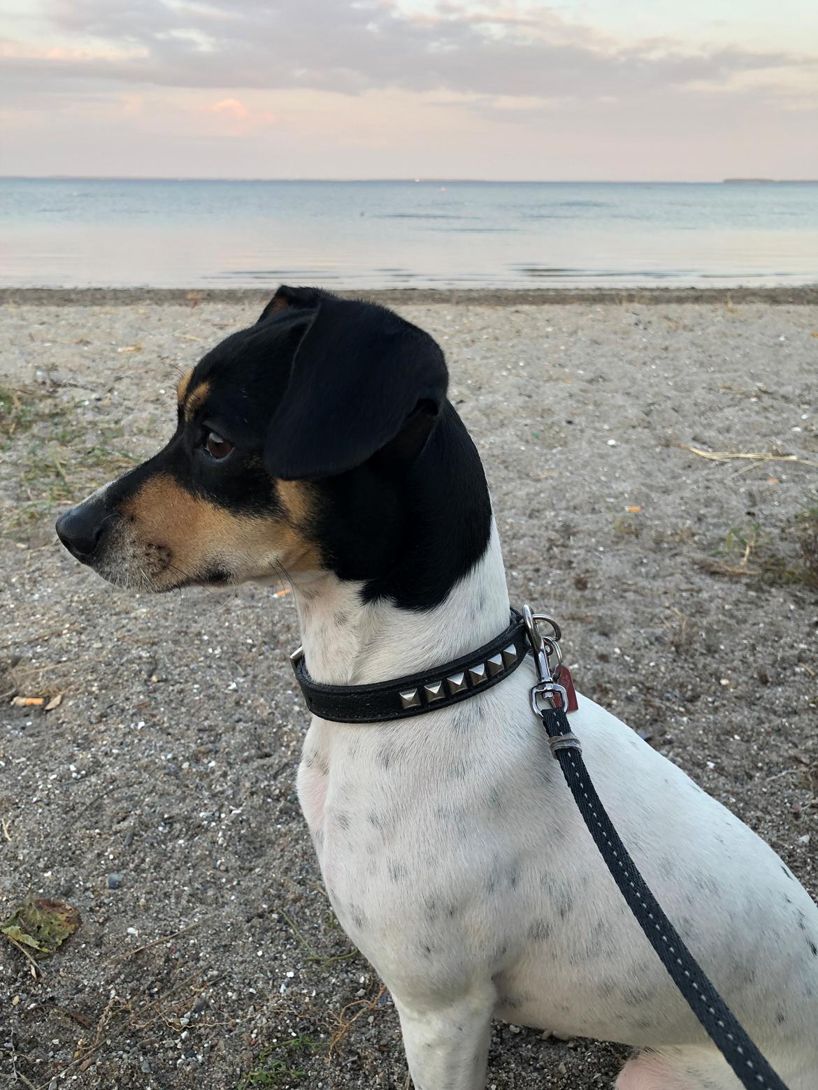 Dansk svensk gaardhund Luna billede 8