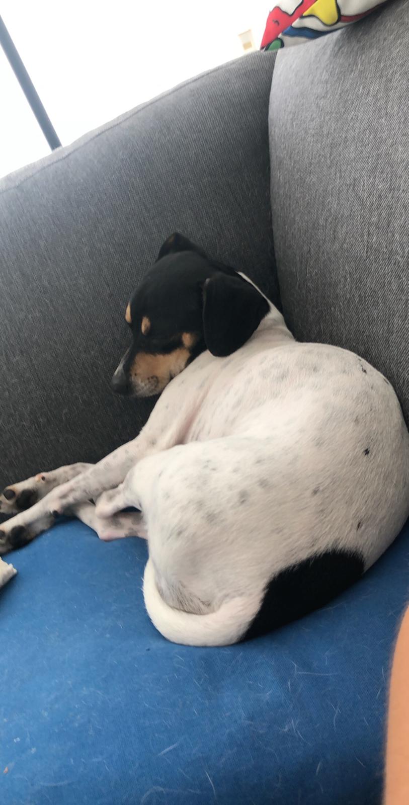 Dansk svensk gaardhund Luna billede 9