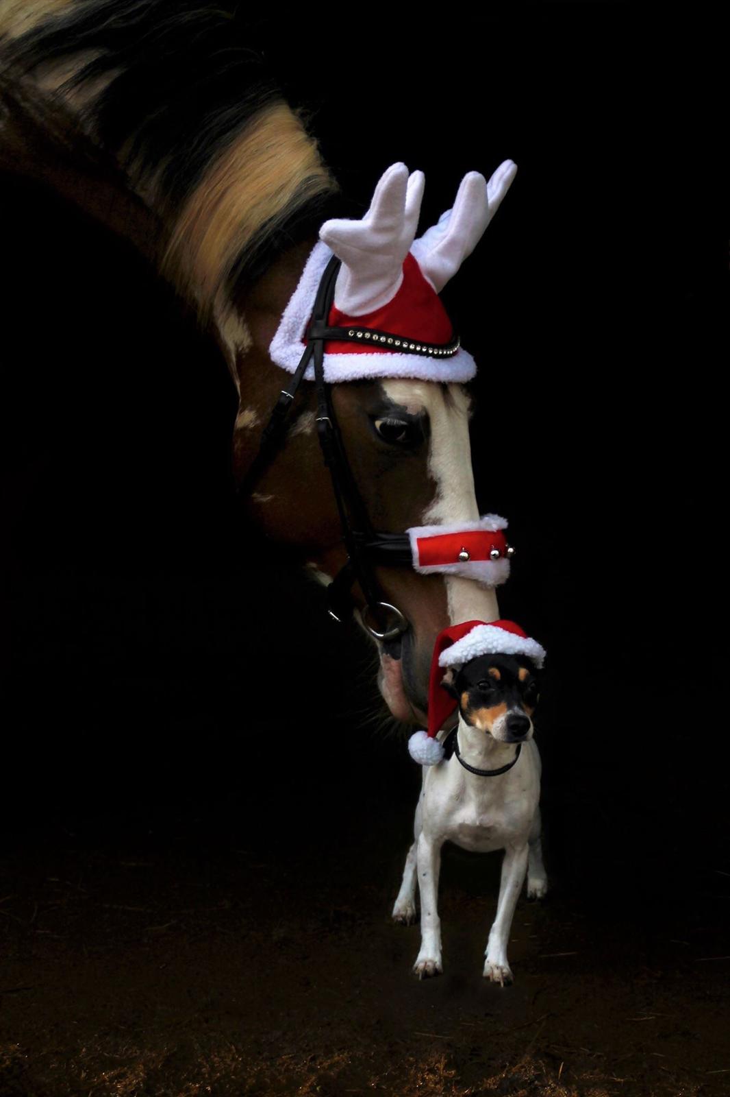 Dansk svensk gaardhund Luna billede 11