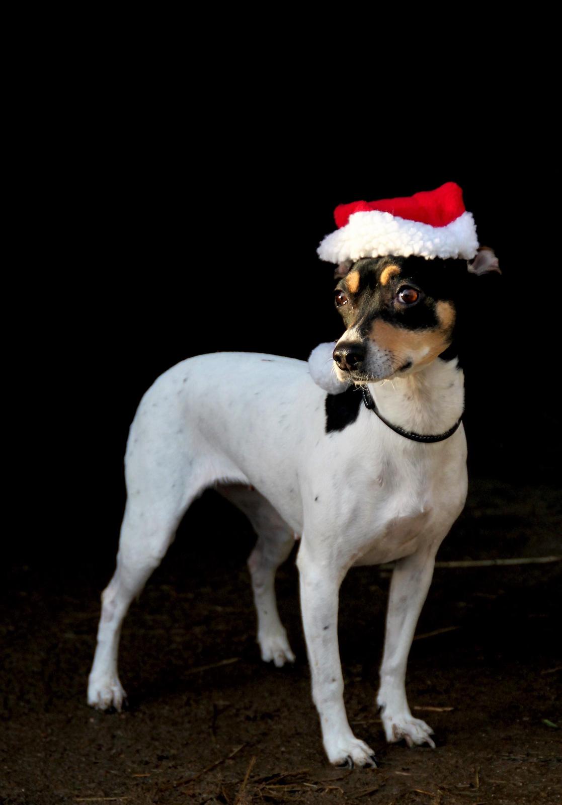 Dansk svensk gaardhund Luna billede 10
