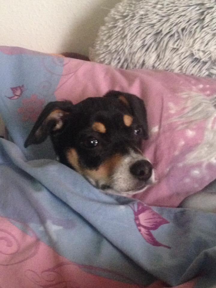 Dansk svensk gaardhund Luna billede 12