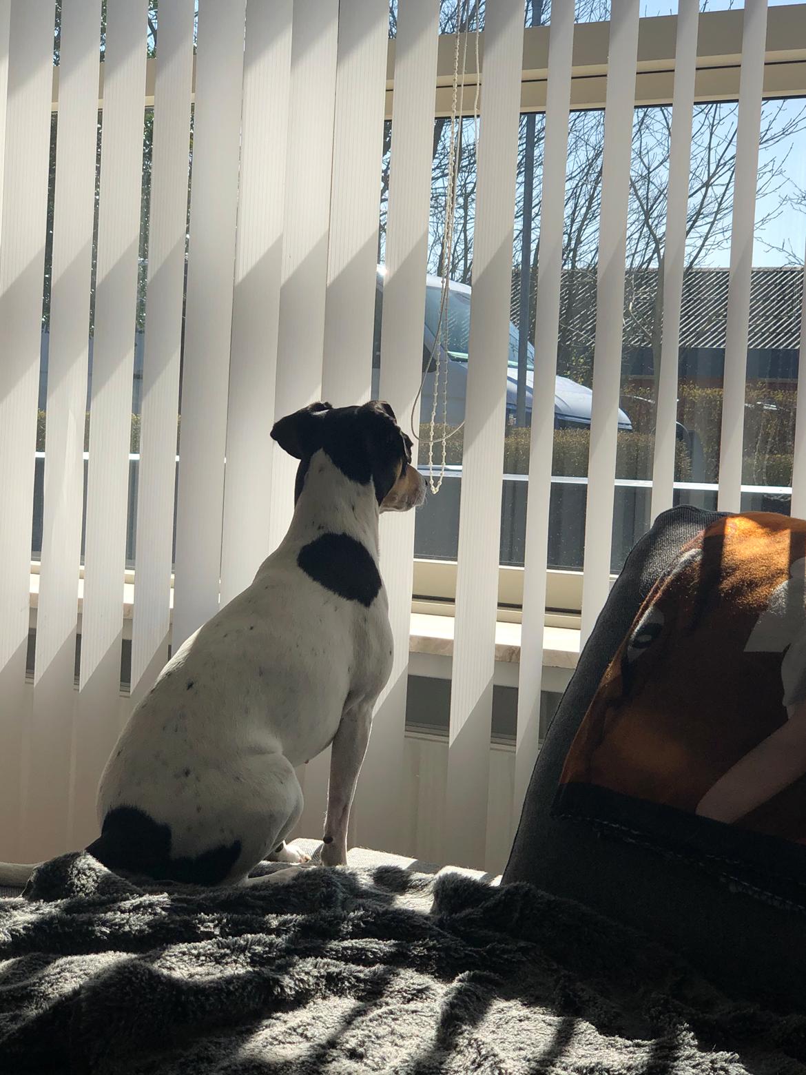 Dansk svensk gaardhund Luna billede 13