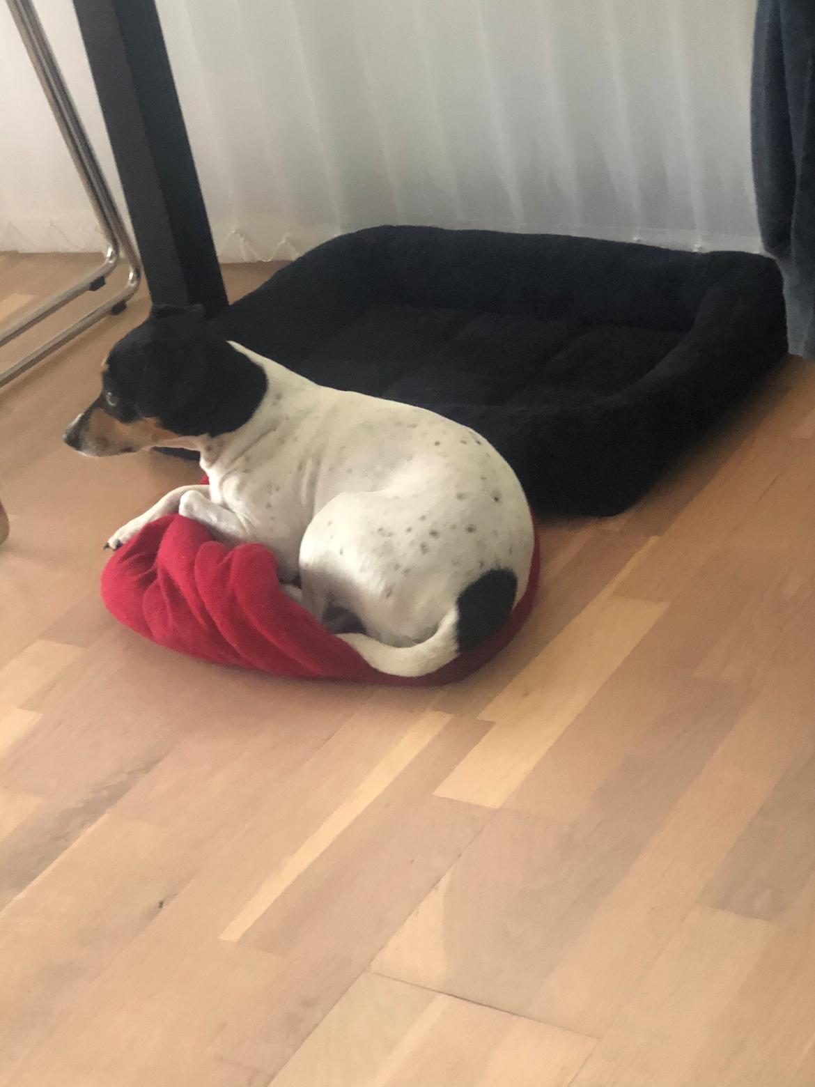 Dansk svensk gaardhund Luna billede 14