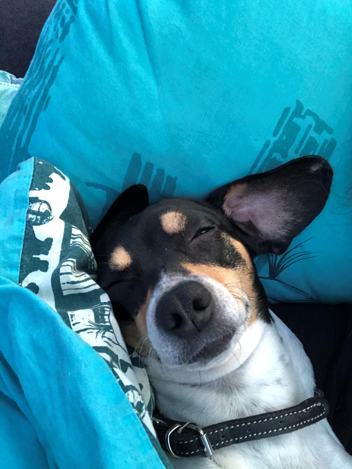 Dansk svensk gaardhund Luna billede 16