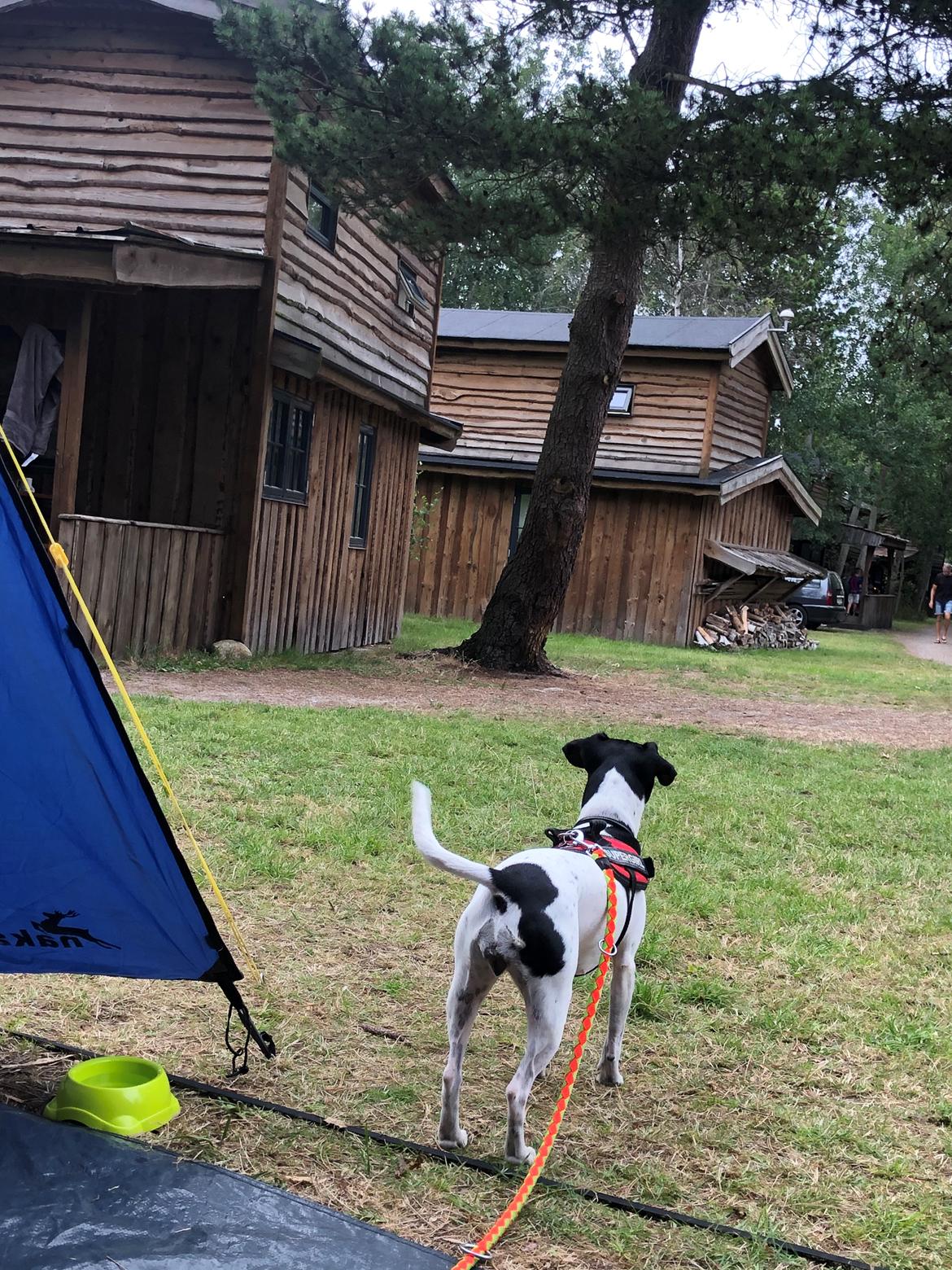 Dansk svensk gaardhund Luna billede 15