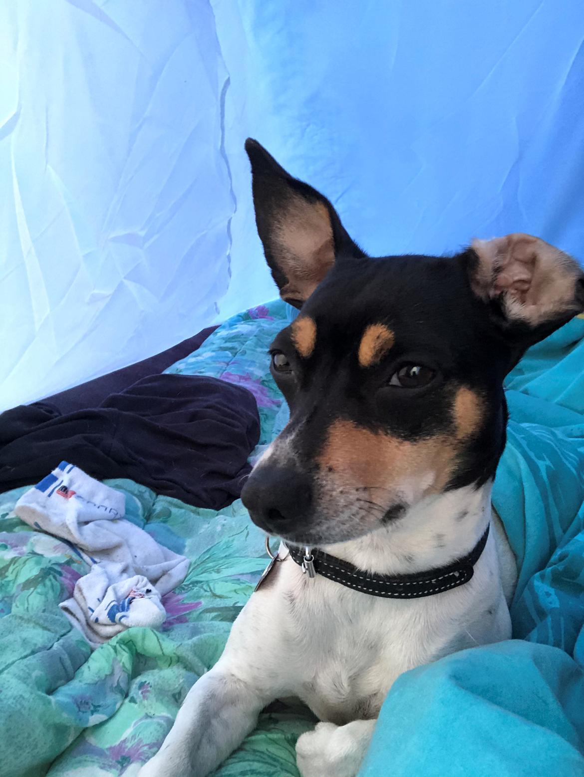 Dansk svensk gaardhund Luna billede 19