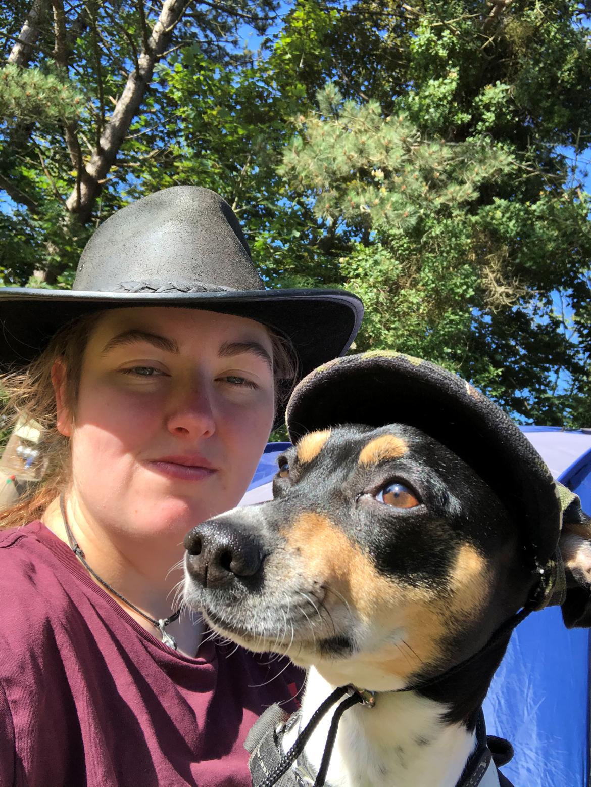 Dansk svensk gaardhund Luna billede 18