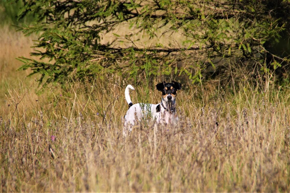 Dansk svensk gaardhund Luna billede 20