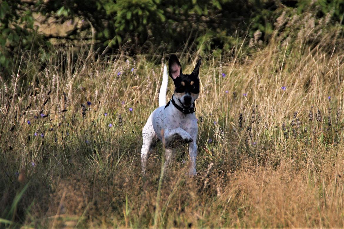 Dansk svensk gaardhund Luna billede 21