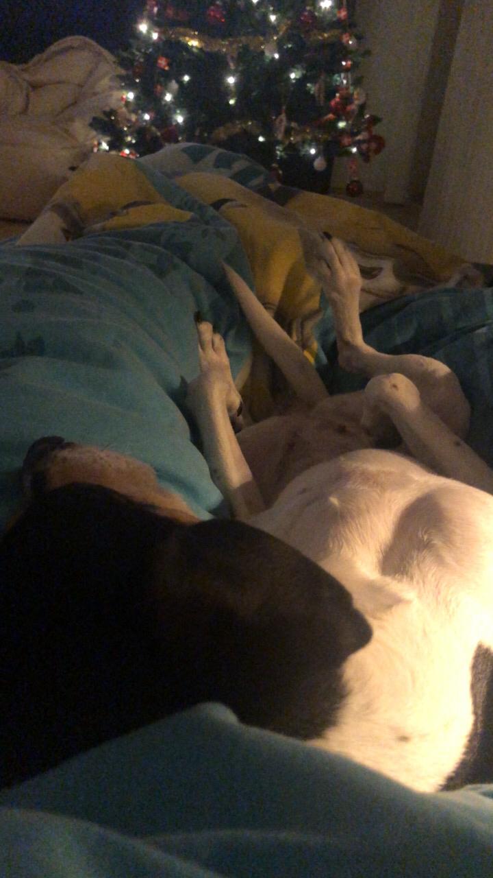 Dansk svensk gaardhund Luna billede 23