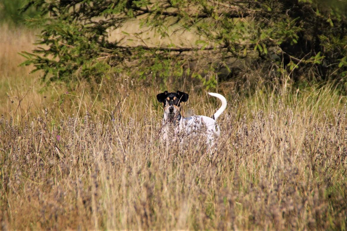 Dansk svensk gaardhund Luna billede 22