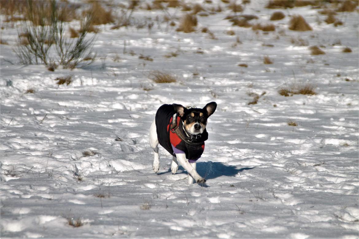 Dansk svensk gaardhund Luna billede 25