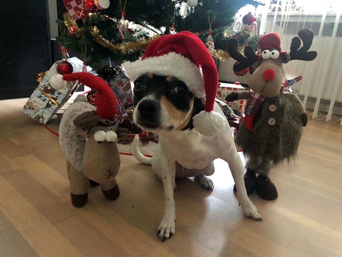 Dansk svensk gaardhund Luna billede 24