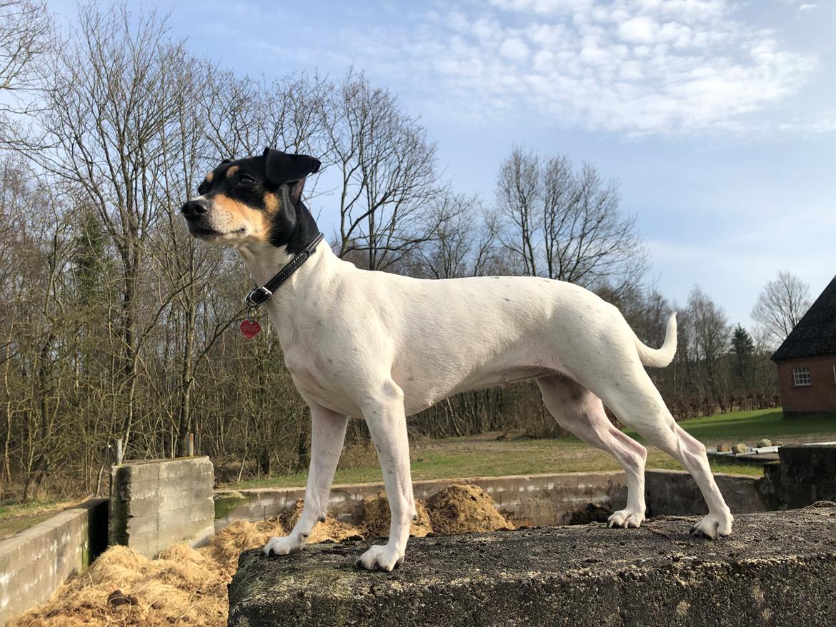 Dansk svensk gaardhund Luna billede 26