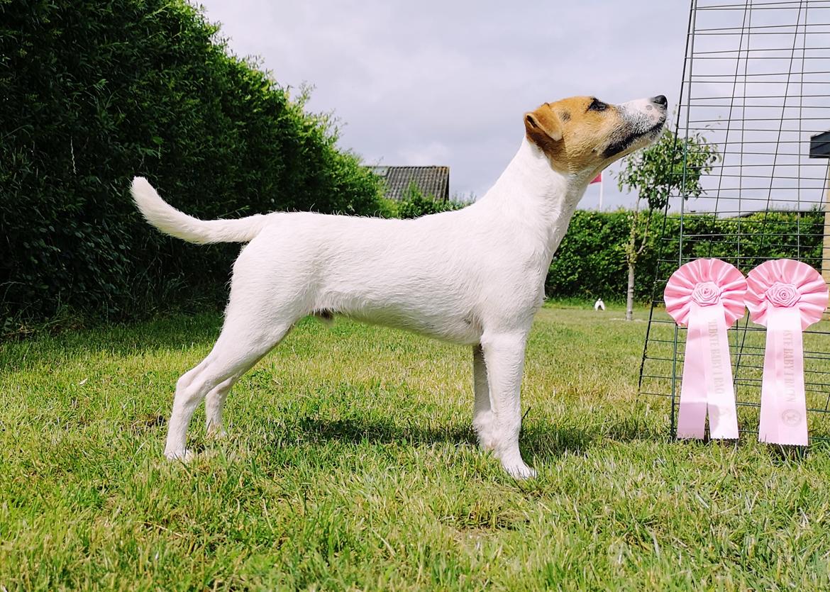 Parson russell terrier HiJacks 5th I'm always Spot on  billede 1
