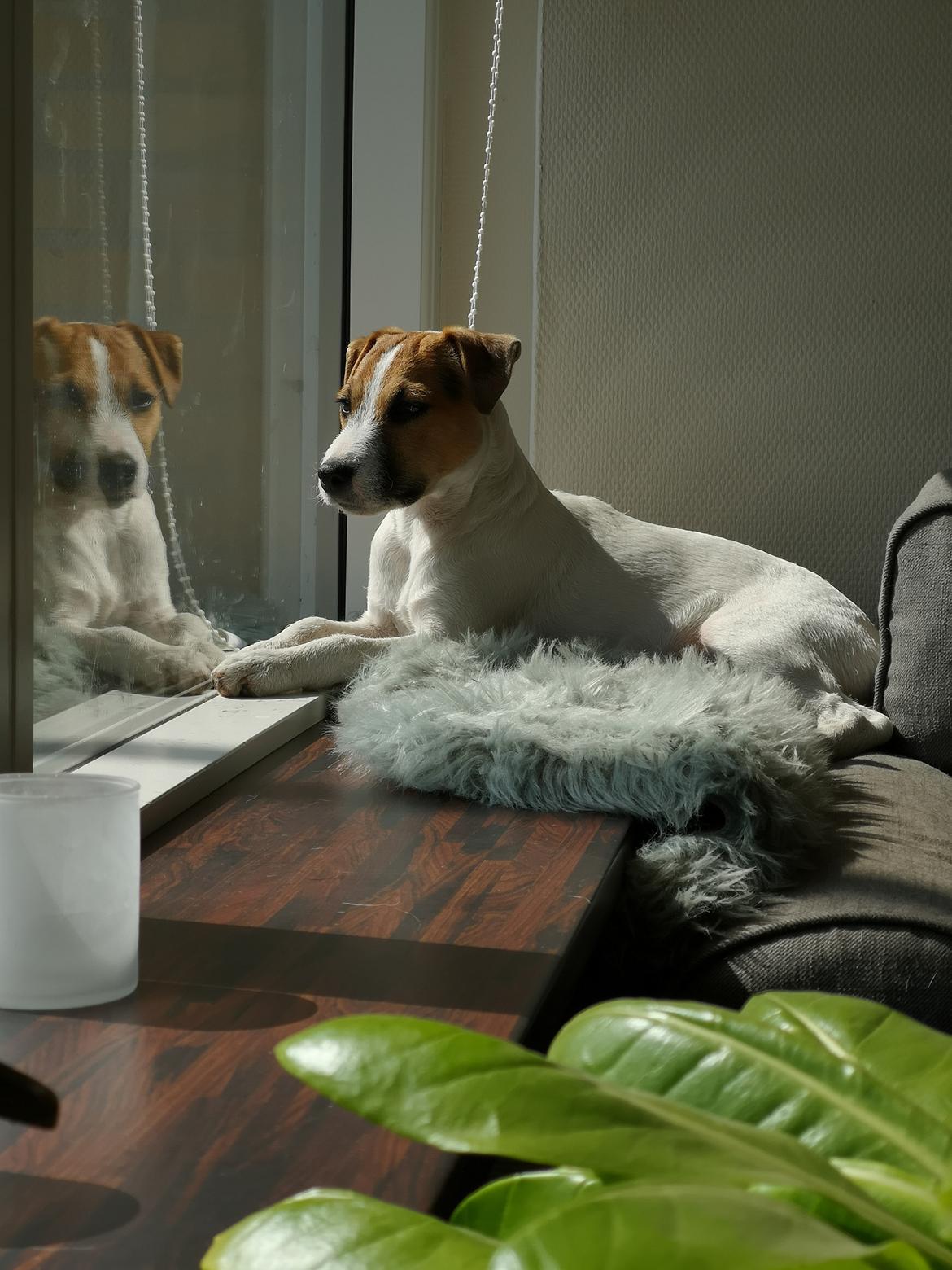 Parson russell terrier HiJacks 5th I'm always Spot on  billede 2