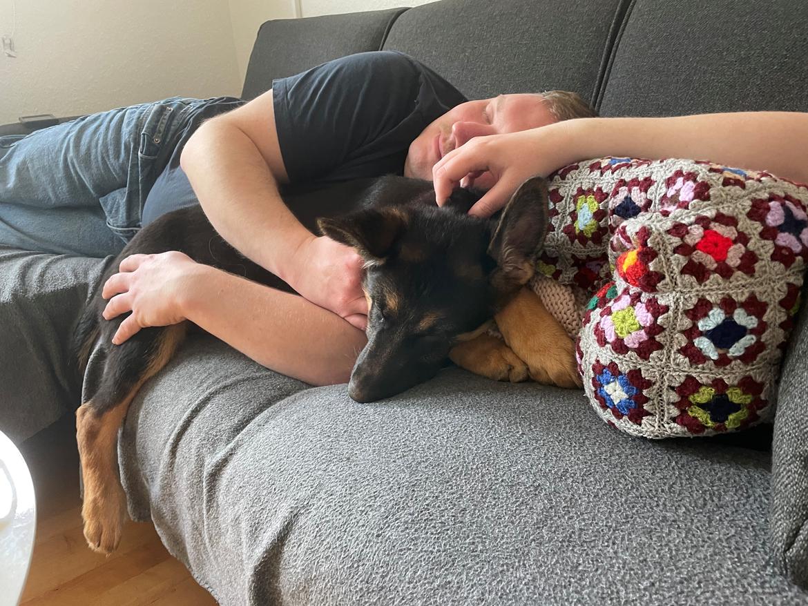 Schæferhund Amy - Middagslur med far😴🥱 billede 5